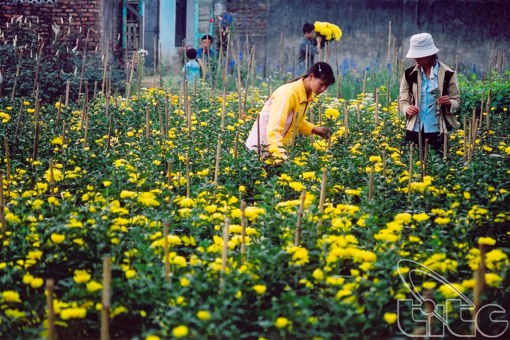 Làng hoa quanh Hà Nội